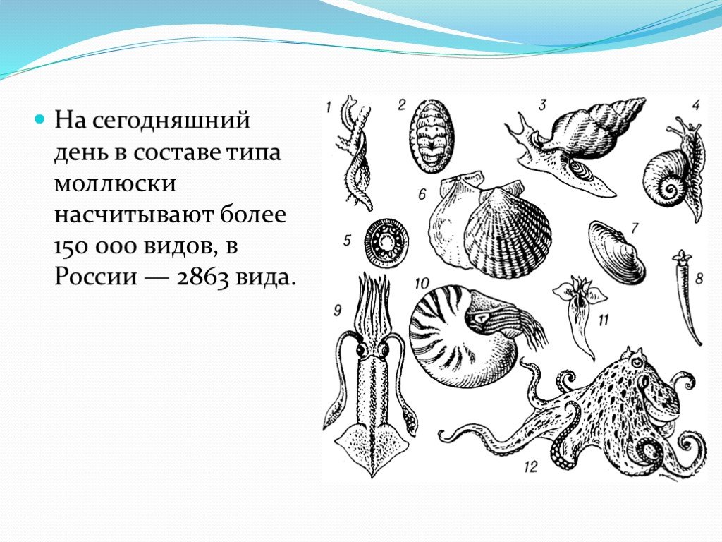 Группа моллюски представители. Моллюски классы. Моллюски что к ним относится. Представители типа моллюсков. Тип моллюски примеры.