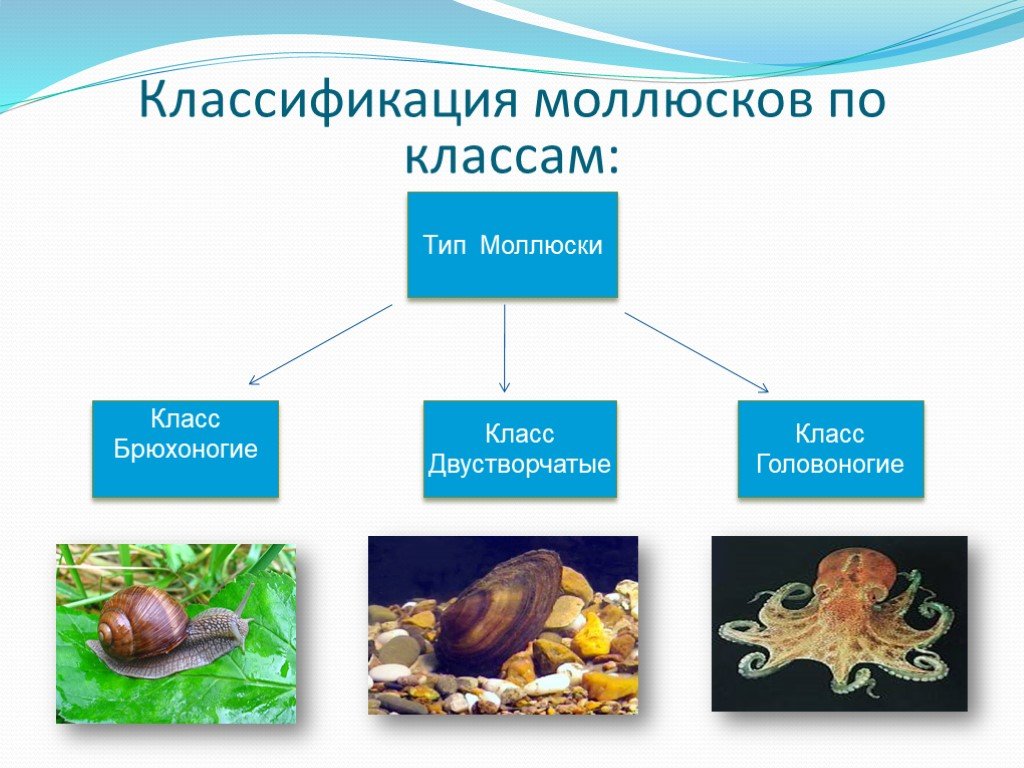 Животные относящиеся к типу моллюски примеры. Брюхоногие моллюски классификация. Классификация моллюсков 7. Классификация типа моллюски класс головоногие. Тип моллюски систематика.