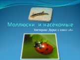 Моллюски и насекомые. Гончарова Дарья 2 класс «А»
