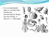 На сегодняшний день в составе типа моллюски насчитывают более 150 000 видов, в России — 2863 вида.