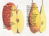 Яблоко. Яблоки – самые распространенные фрукты, которые мы едим почти чуть не каждый день. Садовые яблони приносят самые разные плоды – сладкие и кисловатые, большие и маленькие. В них содержится железо (для поддержки гемоглобина в крови). Груша. Груша - сочно-сладкий фрукт. Их нужно есть для поддер