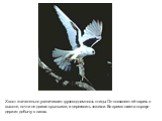 Хвост значительно увеличивает грузоподъемность птицы. Он позволяет ей парить в высоте, почти не двигая крыльями, и переносить тяжести. Во время полета коршун держит добычу в лапах.