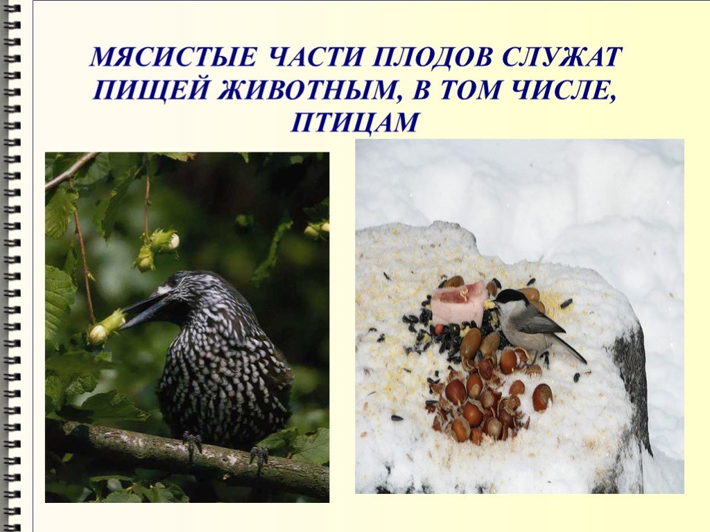 Растение служит пищей животным. Распространение семян птицами. Какие птицы служат пищей для животных. Птицы распространяют семена. Растения служат пищей для животных.