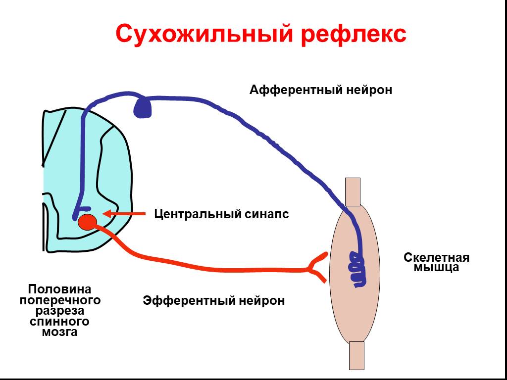 Р рефлекс. Схема рефлекторной дуги миотатического рефлекса. Рефлекторная дуга миотатического рефлекса растяжения мышцы.. Схема дуги миотатического рефлекса. Рефлекторная дуга сухожильного рефлекса схема.