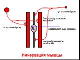 Экстрафузальные волокна. интрафузальное волокно. Иннервация мышцы α- мотонейрон γ- мотонейрон. афферентный нейрон