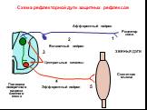 Схема рефлекторной дуги защитных рефлексов. Центральные синапсы. Рецептор кожи. Вставочный нейрон