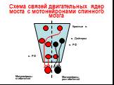 Схема связей двигательных ядер моста с мотонейронами спинного мозга. Мотонейроны сгибателей. Мотонейроны разгибателей. Красные я. я. Дейтерса я. РФ