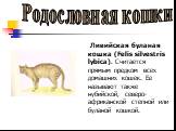 Ливийская буланая кошка (Felis silvestris lybica). Считается прямым предком всех домашних кошек. Ее называют также нубийской, северо-африканской степной или буланой кошкой.