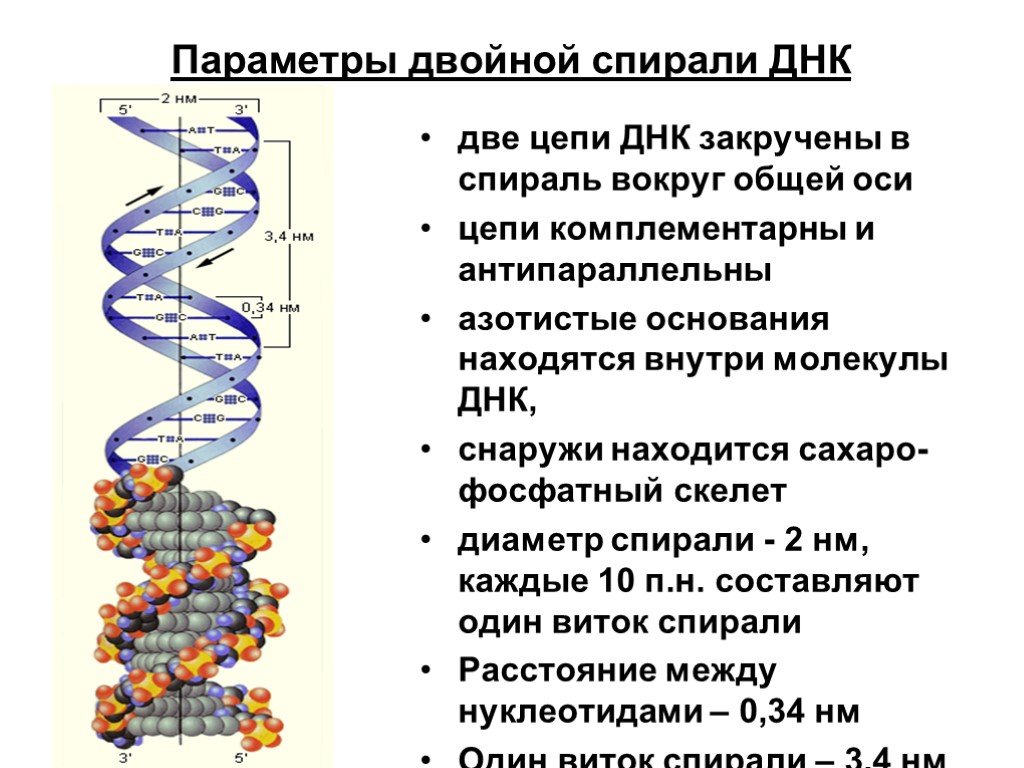 Состоит из двух цепей. Структура двойной спирали ДНК. Схема строения ДНК двойная спираль. Строение двойной спирали молекулы ДНК. Принцип построения двойной спирали ДНК.