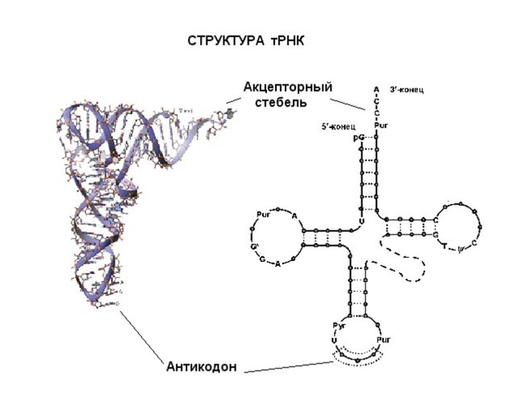 Строение трнк. Схема вторичной структуры ТРНК. ТРНК строение структура. Схема строения молекулы транспортной РНК. Функция акцепторного стебля ТРНК.