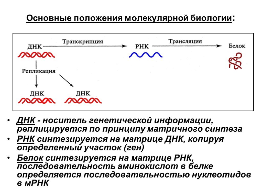 Матричные нуклеиновые кислоты. Основные положения ДНК. Разделы молекулярной биологии. Ген с позиции молекулярной биологии. Синтез РНК.