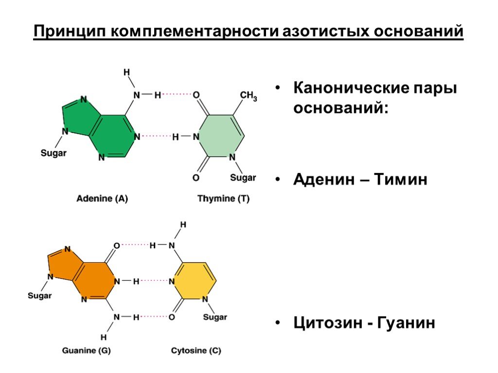 Презентация азотсодержащие гетероциклические соединения нуклеиновые кислоты