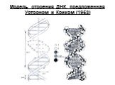 Модель строения ДНК, предложенная Уотсоном и Криком (1953)