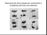 Нарушения расхождения хромосом в анафазе митоза или мейоза