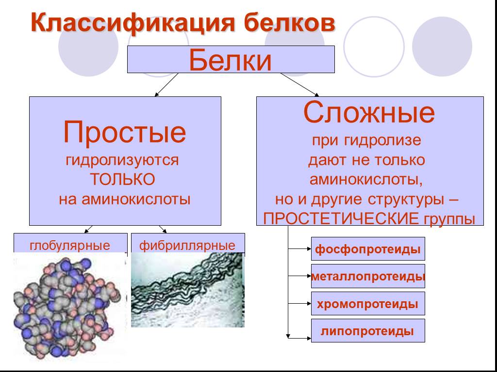 Основные группы белков