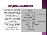 Будова молекули. Молекули дисахаридів складаються з залишків двох моносахаридів. До складу сахарози входять залишки циклічної альфа глюкози і бета фруктози. Утворення молекули можна уявити як результат відщеплення молекули води від двох молекул моносахаридів (за рахунок двох гідроксильних груп) .