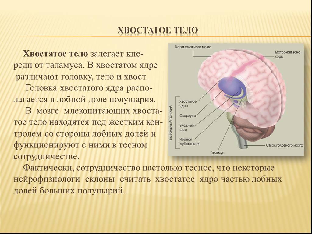 Хвостатое ядро мозга. Функции хвостатого ядра головного мозга. Головка хвостатого ядра. Хвостатое ядро мозга функции. Хвостатое тело функции.