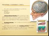 Оболочки головного мозга. Оболочки головного мозга являются непосредственным продолжением оболочек спинного мозга: -твердой; -паутинной; -сосудистой. Твердая мозговая оболочка сращена с внутренней поверх- ностью крыши мозгового черепа. Она образует отростки, прони- кающие в щели между отдельными час