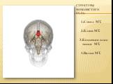 Структуры мозолистого тела: 1.Ствол МТ. 2.Клюв МТ. 3.Концевая плас- тинка МТ. 4.Валик МТ.