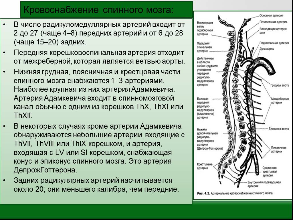 Передний столб спинного мозга. Поражение артерии Адамкевича. Конус спинного мозга анатомия. Артерия Депрож Готтерона анатомия. Кровоснабжение позвоночника схема.