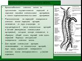 Кровоснабжение спинного мозга: Кровоснабжение спинного мозга по протяжению осуществляется передней и парными задними спинальными артериями, а также корешково­спинальными артериями. Расположенная на передней поверхности спинного мозга передняя артерия начинается от двух отходящих от внутричерепной ча