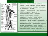 Несколько верхних шейных сегментов спинного мозга снабжают кровью передняя и задняя спинальные артерии, отходящие от позвоночных артерий. Сегменты, расположенные ниже сегментов CIII–CIV, получают кровь по радикуломедуллярным артериям. Каждая такая артерия, подойдя к поверхности спинного мозга, делит