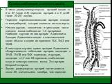 В число радикуломедуллярных артерий входит от 2 до 27 (чаще 4–8) передних артерий и от 6 до 28 (чаще 15–20) задних. Передняя корешково­спинальная артерия отходит от межреберной, которая является ветвью аорты. Нижняя грудная, поясничная и крестцовая части спинного мозга снабжаются 1–3 артериями. Наиб