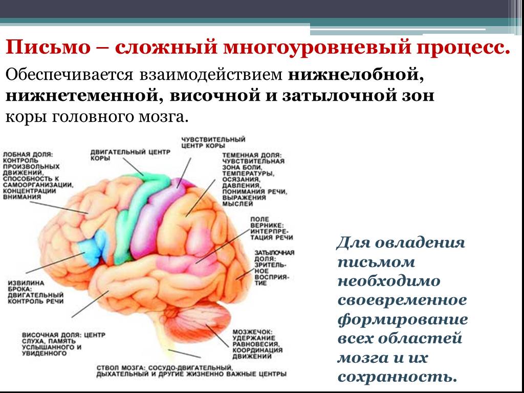 Уровень развития мозга. Нижнетеменные отделы коры головного мозга. Речевые зоны мозга. Центры головного мозга. Процесс письма зоны мозга.