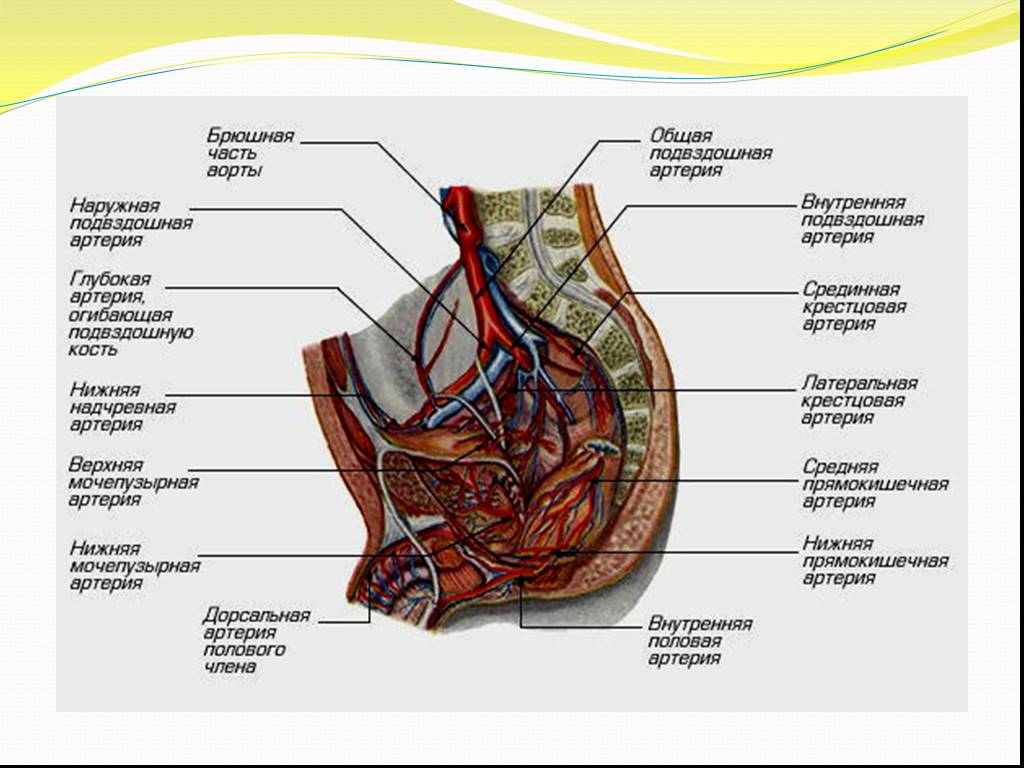 Правая подвздошная артерия. Органы малого таза кровоснабжает артерия. Сосуды кровоснабжающие органы малого таза. Наружные подвздошные сосуды анатомия. Внутренняя подвздошная артерия анатомия.