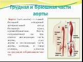 Грудная и брюшная части аорты. Аорта (лат. aorta) — самый большой непарный артериальный сосуд большого круга кровообращения. Аорту подразделяют на три отдела: восходящую часть аорты, дугу аорты и нисходящую часть аорты, которая, в свою очередь, делится на грудную и брюшную части.