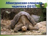 Абингдонская слоновая черепаха (2012)