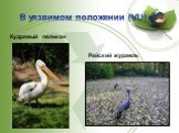 Кудрявый пеликан Райский журавль
