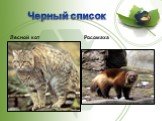 Черный список Лесной кот Росомаха