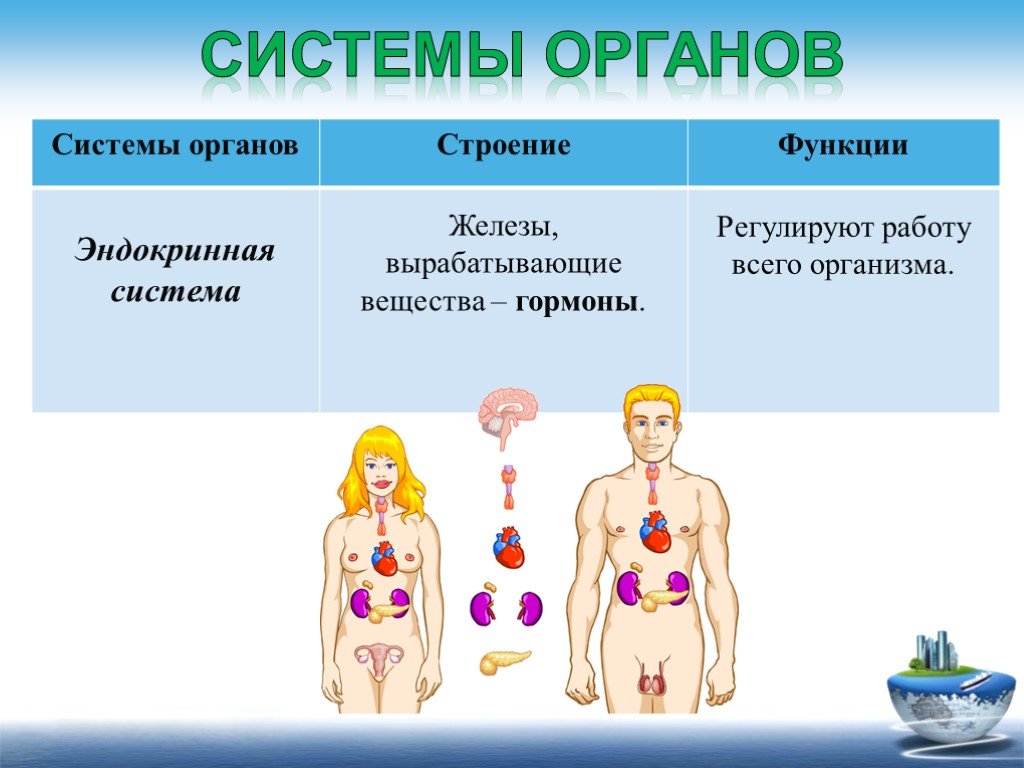 Эндокринная система человека презентация 8 класс