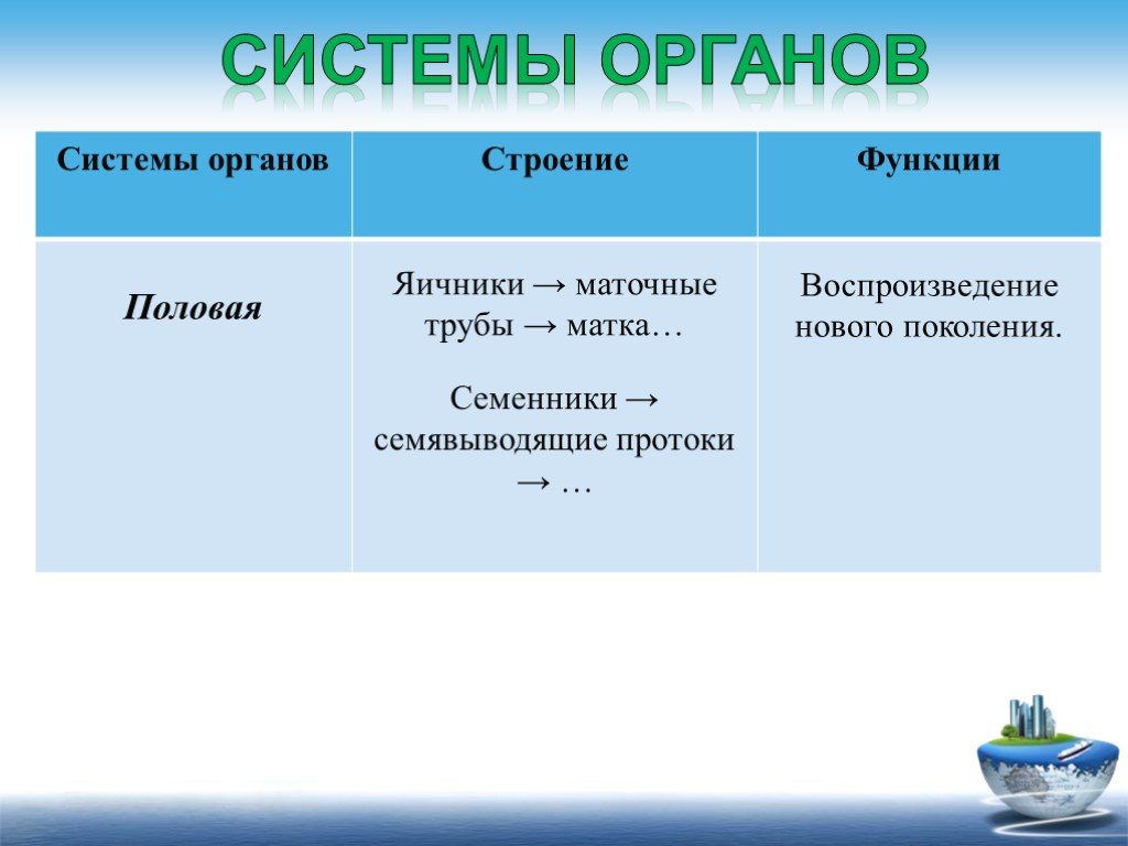 Поколение функции. Половая система органы и функции. Половая система человека таблица. Строение и функции органов. Половая система строение и функции.