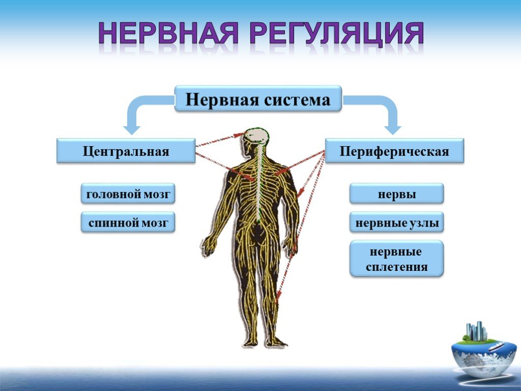 Нервная система 9 класс презентация. Значение нервной системы в регуляции систем организма. Нервная система человека строение Центральная и периферическая. Центральная нервная система и периферическая нервная система. Регуляторная нервная система.