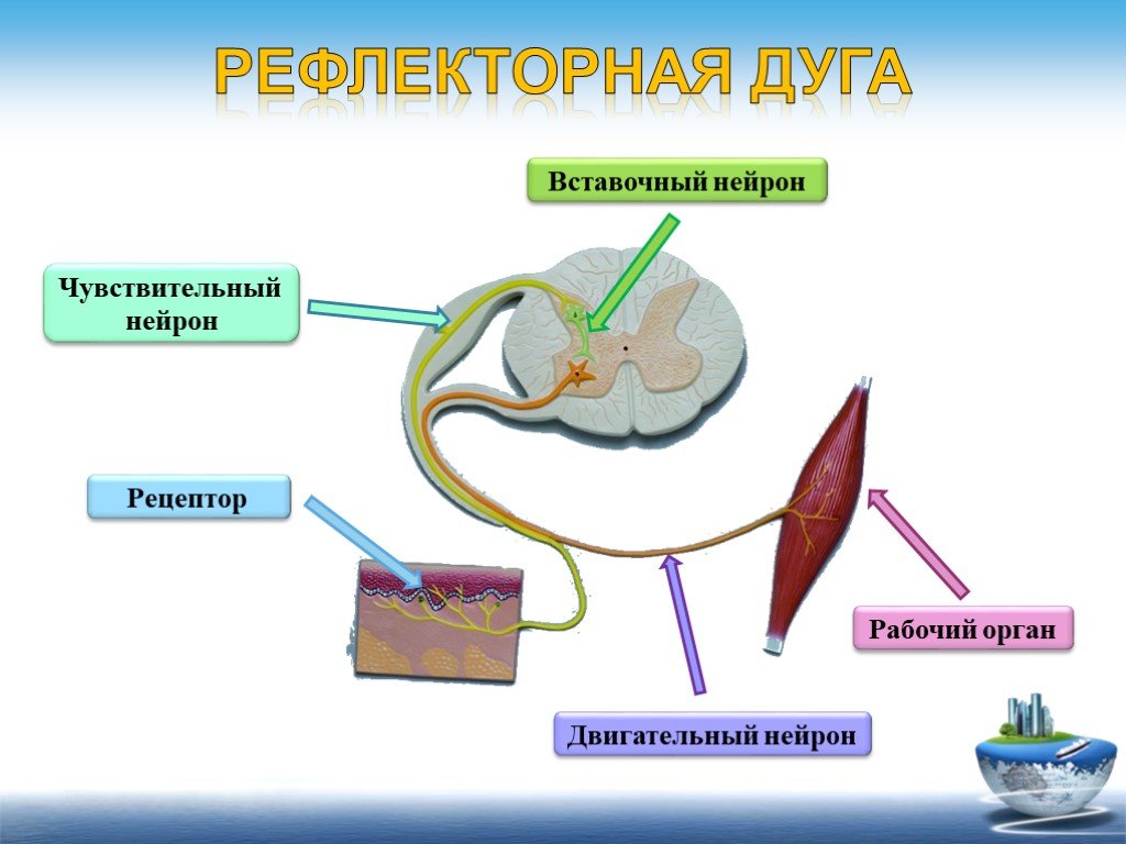 Рецептор чувствительный нейрон. Рецепторы чувствительный Нейрон двигательный Нейрон. Двигательный Нейрон в рефлекторной дуге. Рефлекторная дуга вставочный Нейрон чувствительный Нейрон. Двигательный Нейрон рабочий орган.