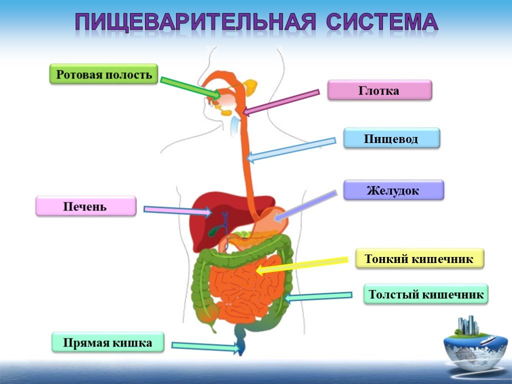 Тему пищеварение. Пищеварительная система этапы пищеварения. Модель пищеварительной системы человека. Органы пищеварительной системы ротовая полость. Пищеварительная система 9 класс биология.