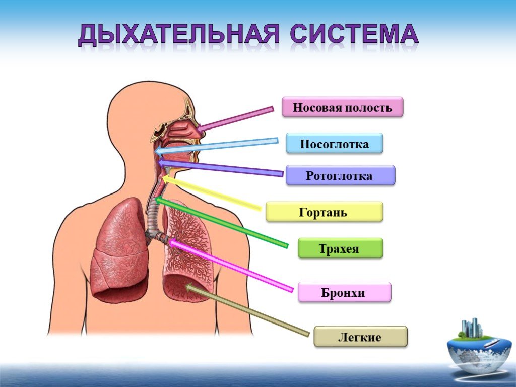Путь воздуха в организм человека. Органы дыхания нос трахея. Дыхательная система: носовая полость, гортань, трахея, лёгкие.. Дыхательная система трахея анатомия. Носовая полость носоглотка гортань трахея и бронхи.