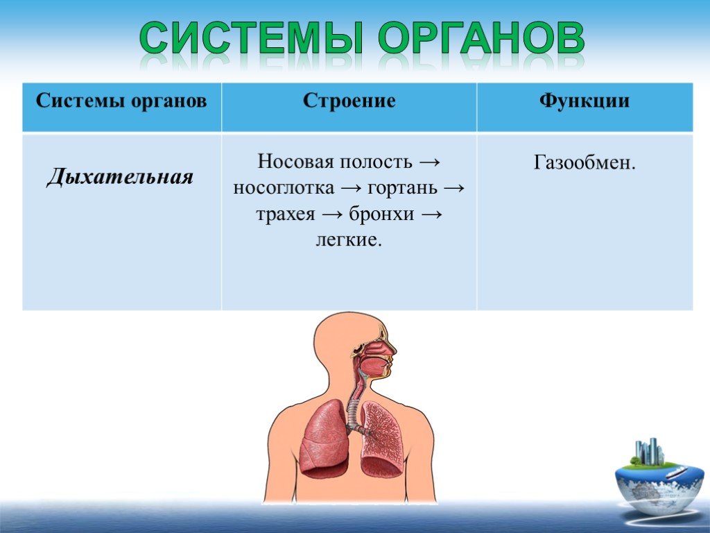 Органы 9 класс. Таблица орган дыхания строение функции носовая полость. Дыхательная система: носовая полость, гортань, трахея, лёгкие.. Дыхательная система бронхи носовая полость и трахея. Носовая полость гортань трахея.