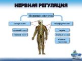 Нервная регуляция. Нервная система Центральная Периферическая головной мозг спинной мозг нервы нервные узлы. нервные сплетения