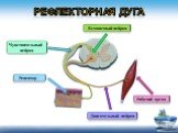 Рефлекторная дуга. Чувствительный нейрон. Двигательный нейрон. Рецептор. Вставочный нейрон. Рабочий орган