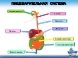 Толстый кишечник Тонкий кишечник Пищевод Желудок Глотка Ротовая полость Прямая кишка Печень. Пищеварительная система