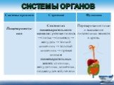 Состоит из пищеварительного канала: ротовая полость →глотка →пищевод → желудок → тонкий кишечник → толстый кишечник → прямая кишка и пищеварительных желез: слюнных, желудочных, кишечных, поджелудочной, печени. Переваривание пищи и всасывание питательных веществ в кровь.