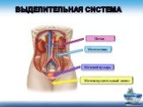 Выделительная система. Мочеиспускательный канал. Мочеточник Мочевой пузырь Почка