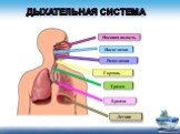 Дыхательная система. Гортань Носоглотка Ротоглотка Носовая полость Трахея Бронхи Легкие