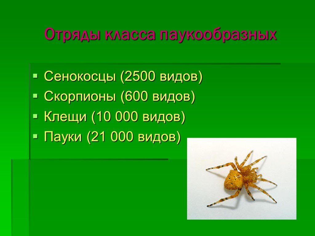 Класс паукообразные отряды. Биология 7 класс паукообразные клещи. Паукообразные презентация. Отряд паукообразные презентация. Класс паукообразные презентация.