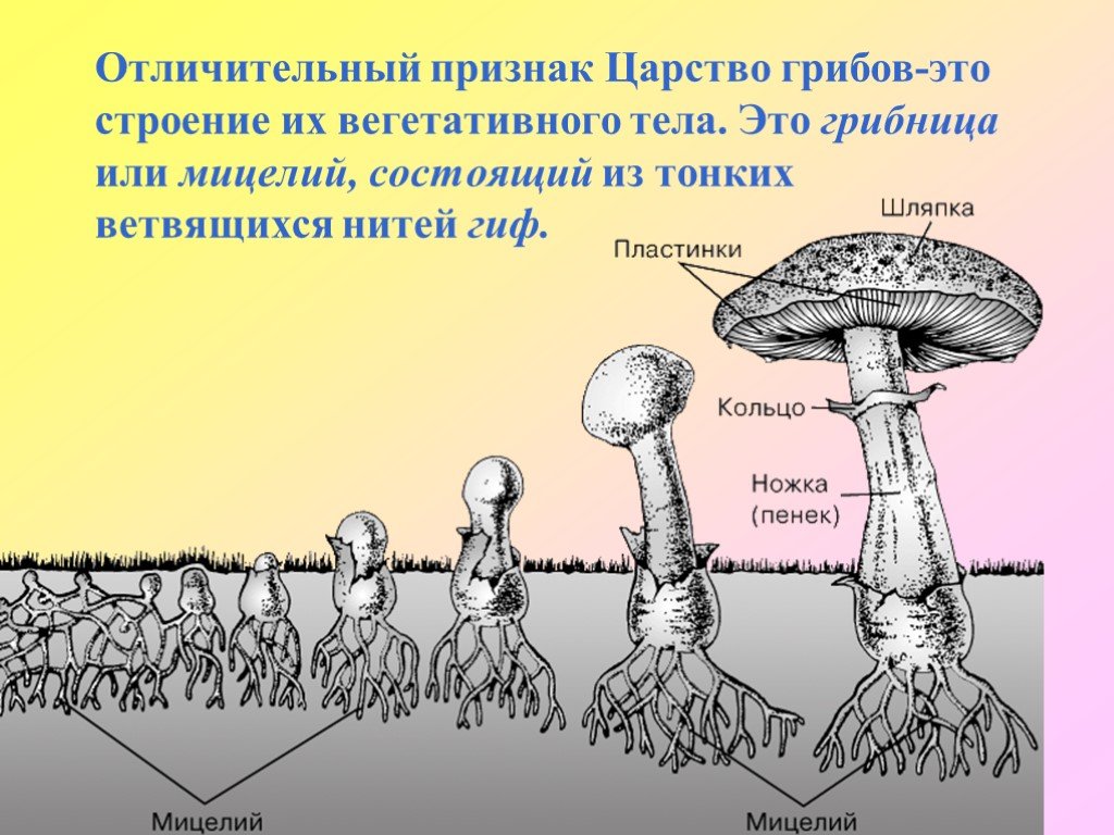 Споры гриба и нити. Мицелий грибов 5 класс биология. Мицелий грибов это в биологии. Царство грибов мицелий. Грибница шляпочных грибов.