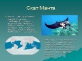 Скат Манта. Манта , або гігантський морський диявол - найбільший з скатів , ширина тіла окремих особин досягає 7 м (в основній масі 4-4,5 метра) , а маса великих екземплярів - до 2,5 тонн. Широко поширений вид в тропічних , субтропічних і помірних водах Тихого , Атлантичного і Індійського океанів мі