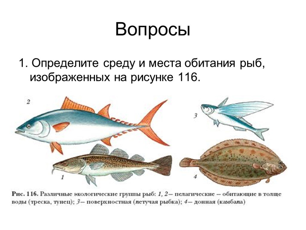 Жизнедеятельность рыб 7 класс. Экологические группы рыб рыб. Среда обитания рыб. Экологическая классификация рыб. Местообитание рыб.
